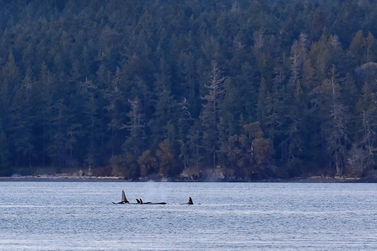 J-Pod in San Juan Channel on their last visit to the Salish Sea on April 10. (Orca Behavior Institute photo)