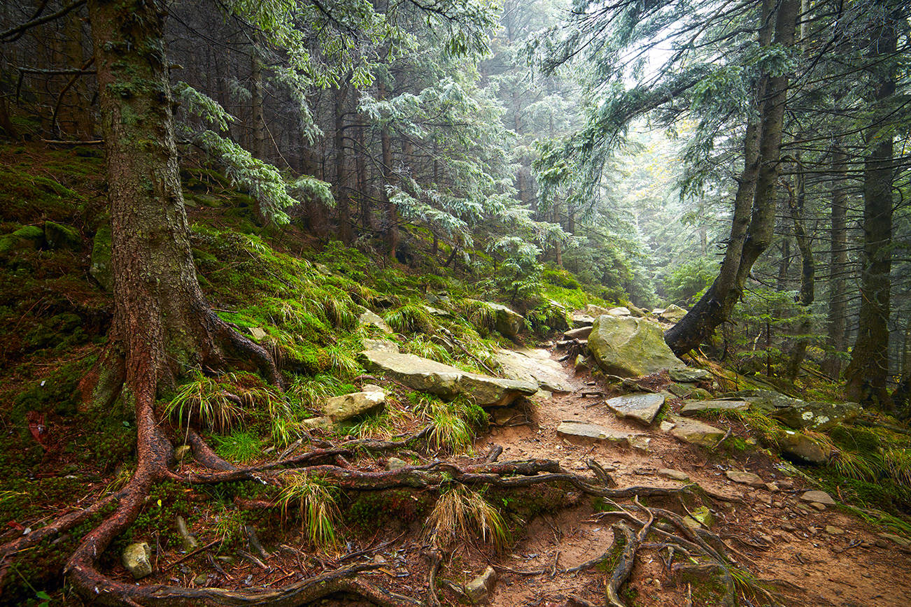 Mysterious forest. (By silver-john, Adobe Stock)