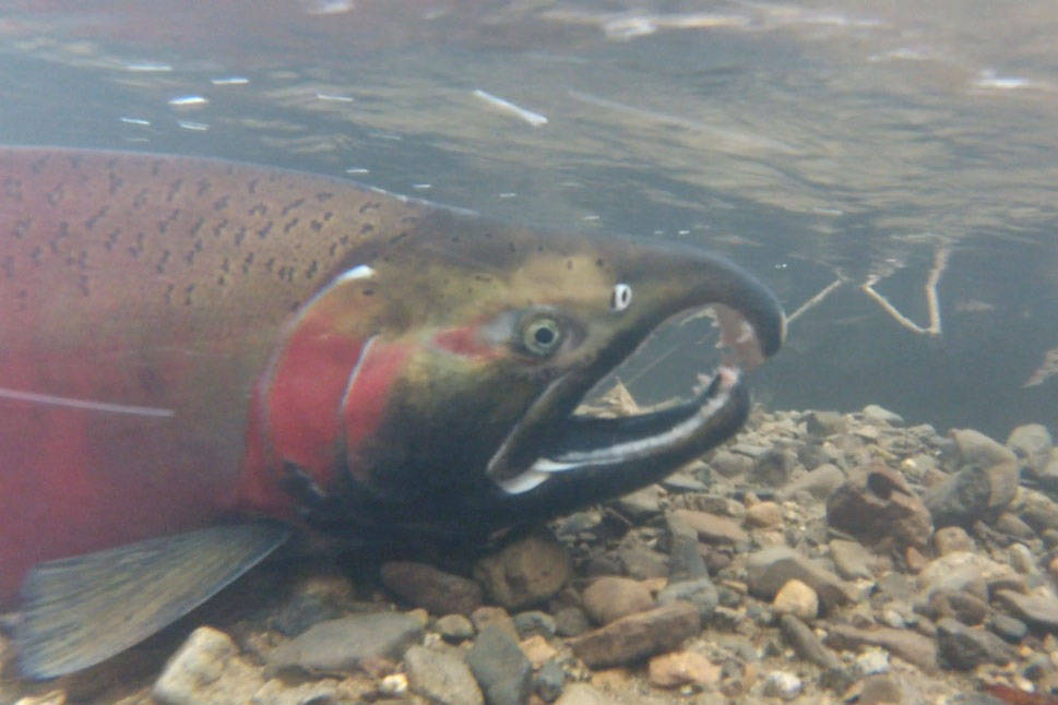 Salmon spawning Tye River, Washington. (NOAA Fisheries West Coast photo)