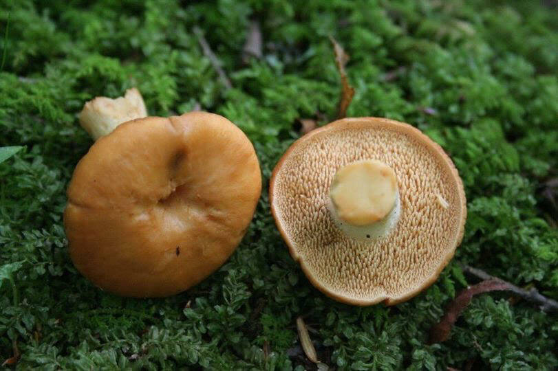Courtesy photo// Orion Lekos.
Hedgehog mushrooms.