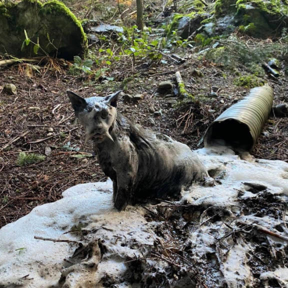 Contributed photo/A soapy rescue one year ago.