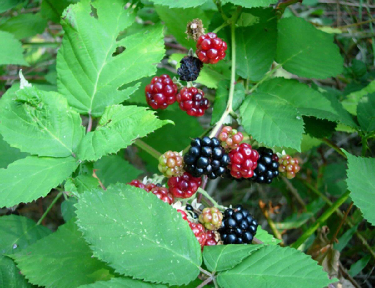 nwcb.wa.gov/contributed photo
Himalayan Blackberry will not be accepted for free disposal.