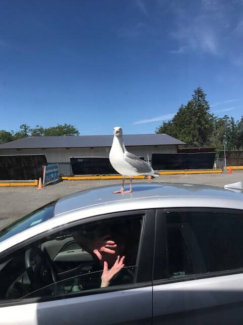 Contributed photo
Dexter the gull.