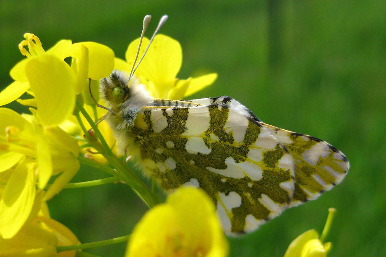 Island marble butterfly adult on its host plant, field mustard. (USFWS/contributed photo)