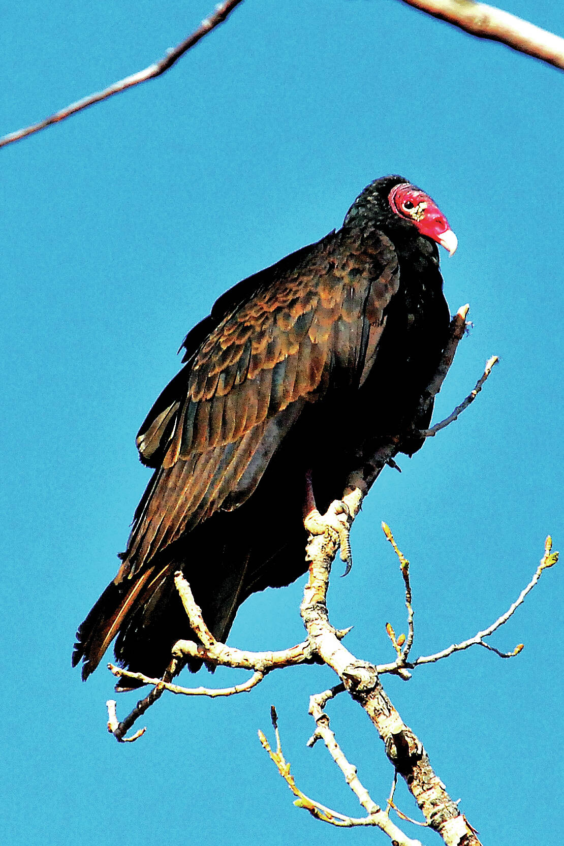 Turkey vulture populations have increased in Washington state.