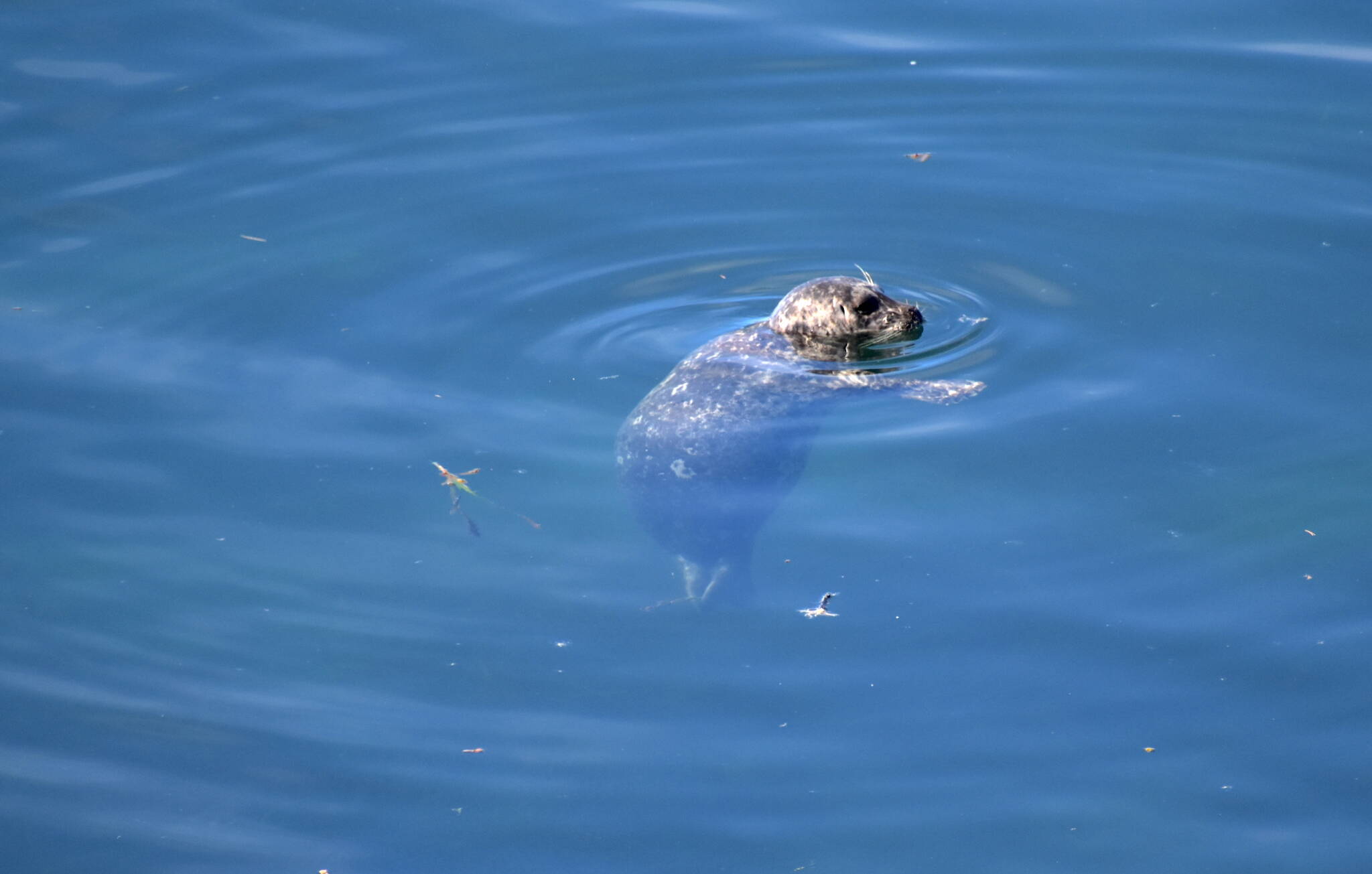 A harbor seal floats lethargically in the shallow waters near the site of the vessel sinking surrounded by a sheen of diesel fuel.
