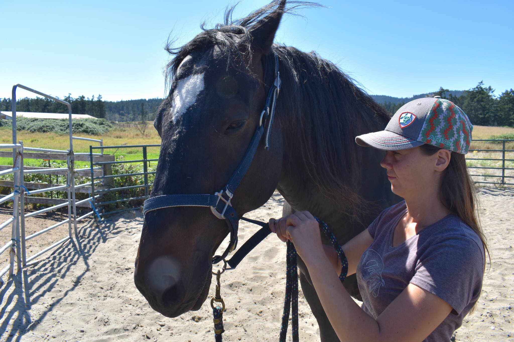 Kelley Balcomb-Bartok  Staff photo
Braunti Cobb puts a bridle on Rohann "Hans" Valentino prior to exercising him.