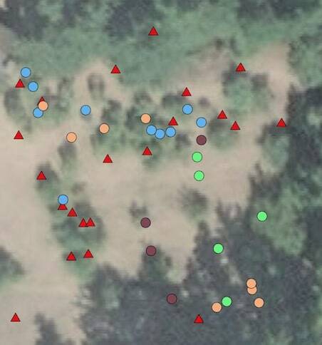Contributed photo
A small section of the Orcas Island fruit tree map. Red = apple, blue = pear, tan = plum/prune/pluot, green = cherry. There are 10 fruit types in all.