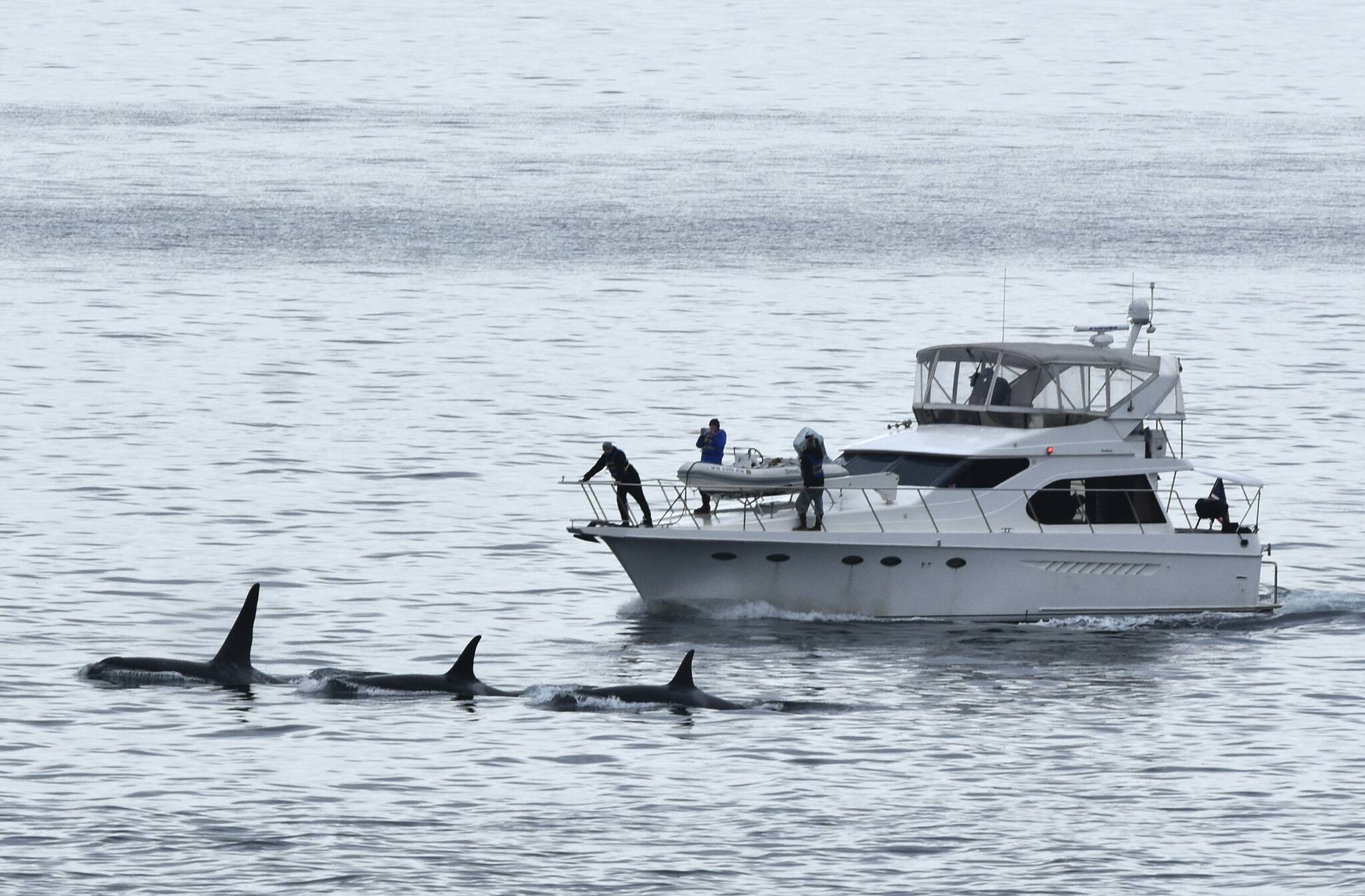 Contributed photo by the Orca Behavior Institute