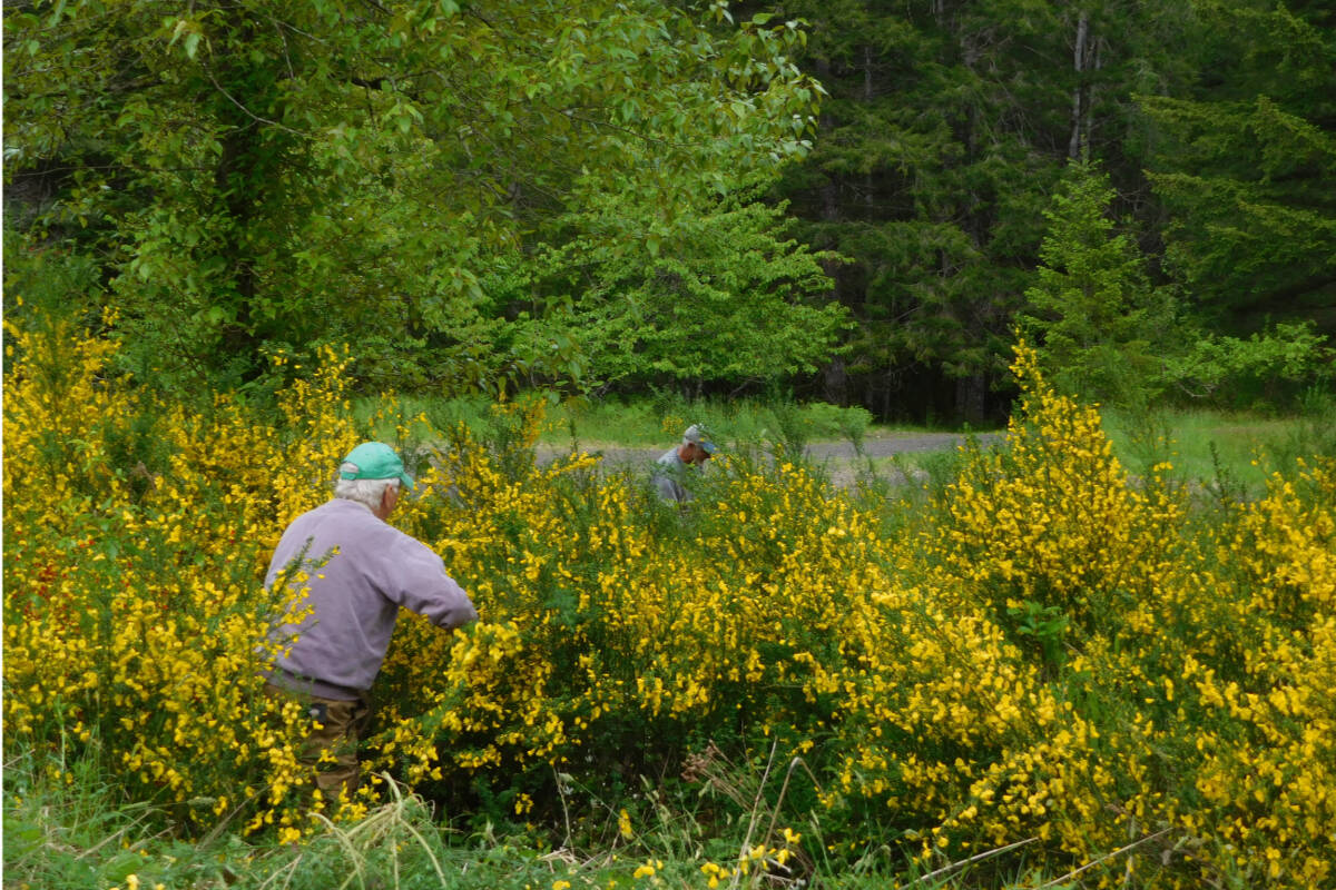 Broombuster volunteers work on cutting Scotch Broom from a Comox Valley roadside. Photo supplied
