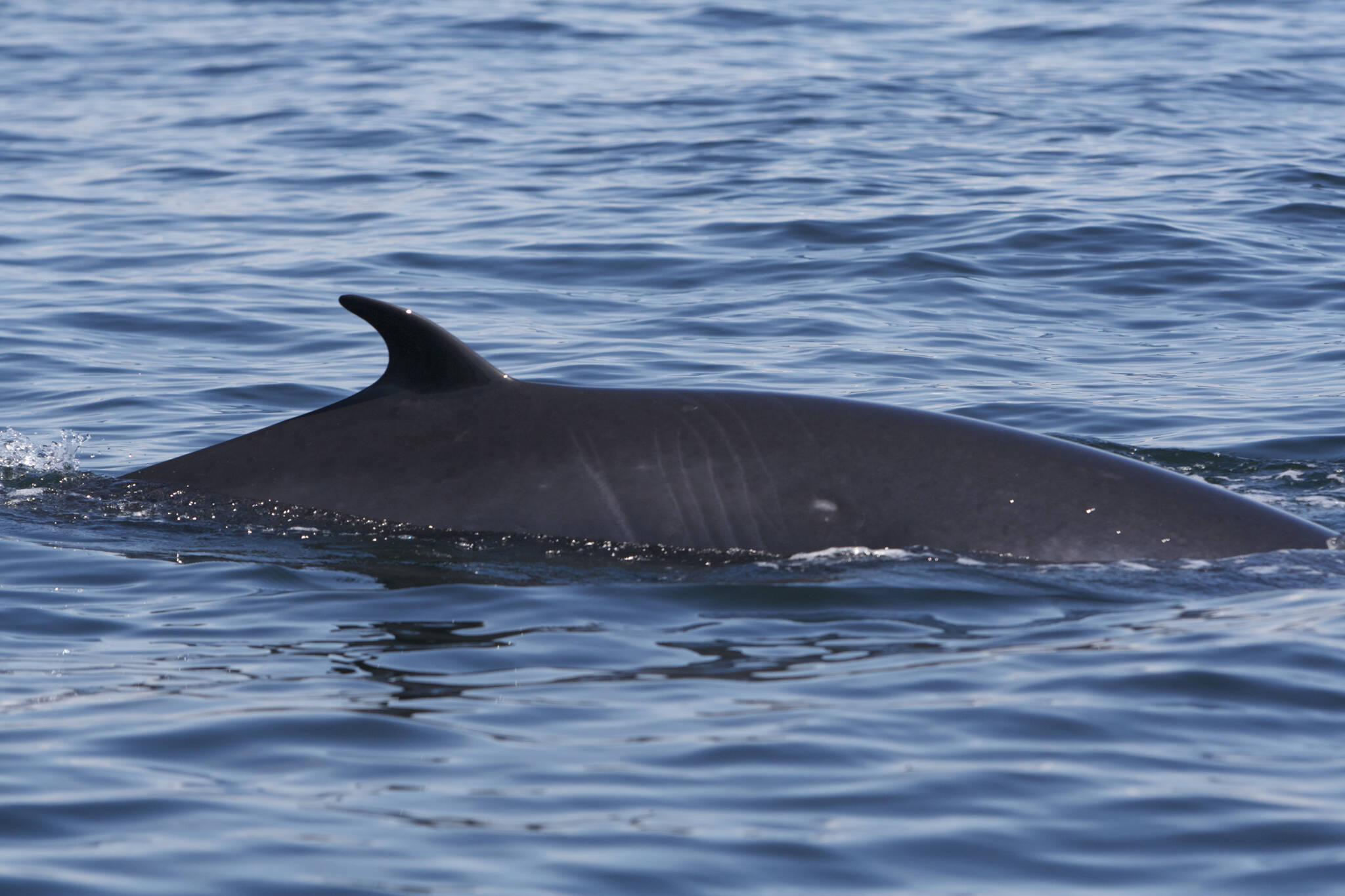 NE Pacific Minke Whale Project (taken under permit)
Al Pacino in 2011.