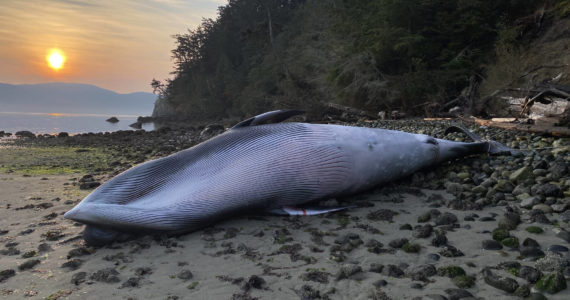 Joe Gaydos photo
The dead minke whale after it was towed to a beach on Blakely.