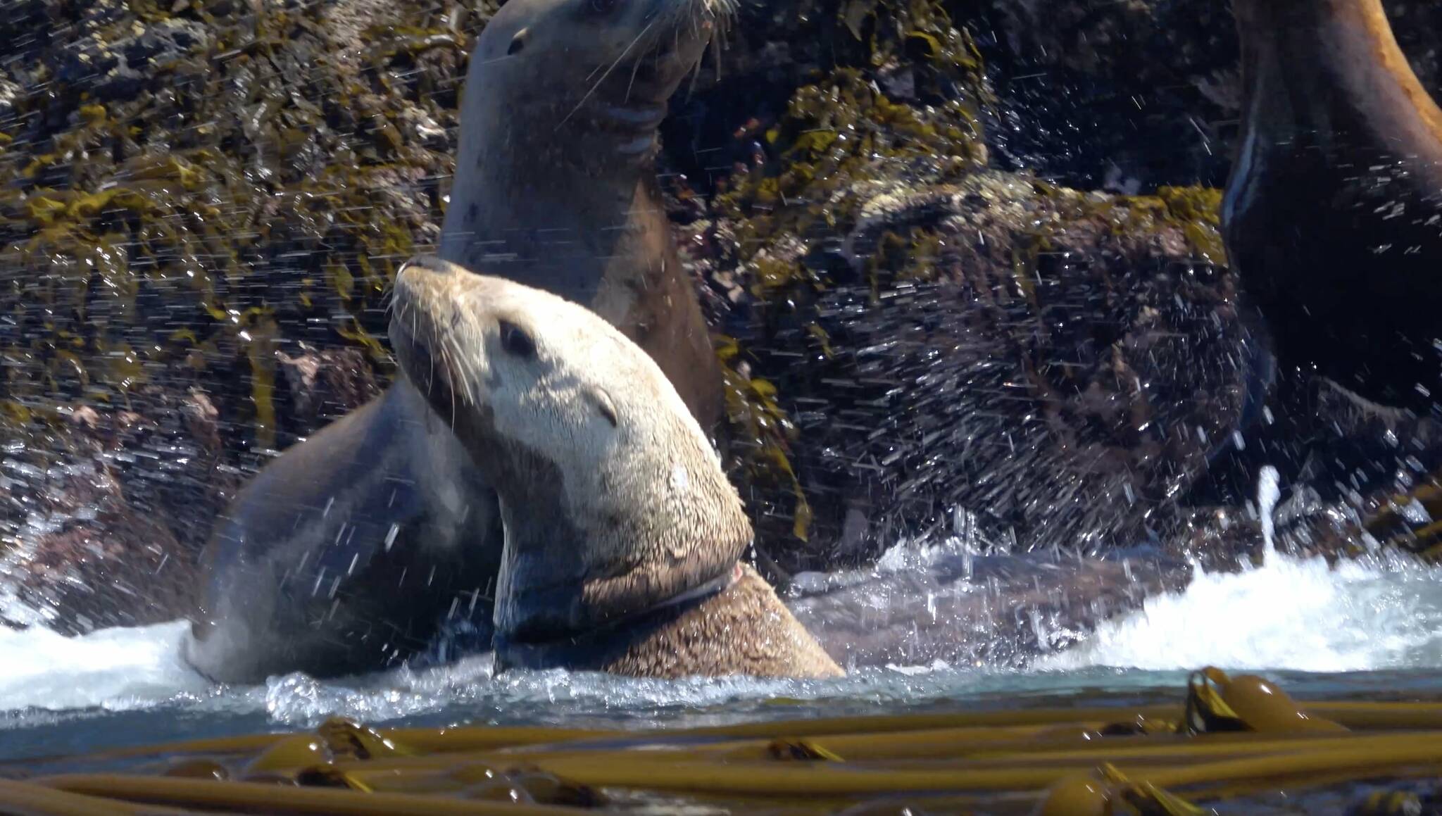 Contributed photo by the SeaDoc Society
A stellar sea lion entangled in a plastic strap.