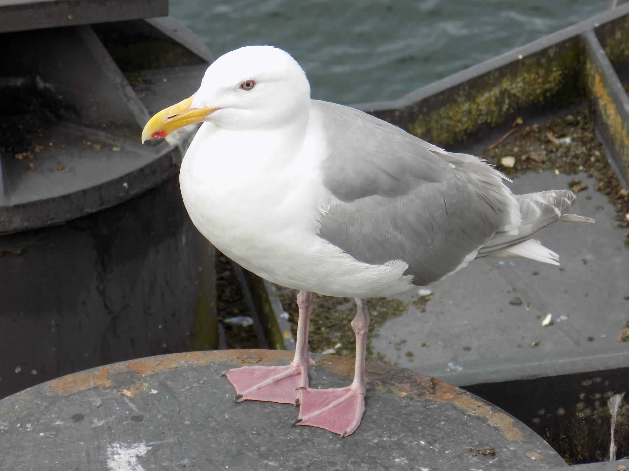 A Glaucous-winged Gull resting on a ferry wing wall.