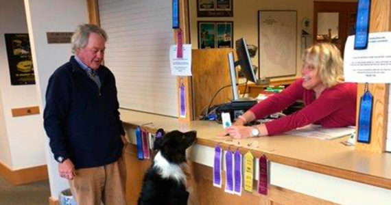 Contributed photo by the San Juan County Auditor's Office. 
Canaan, a five-year-old Border Collie, received the town's first 2017 dog license at the San Juan County Auditor’s Office.