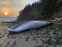 Joe Gaydos photo.
A minke whale was struck and killed on Oct. 5.