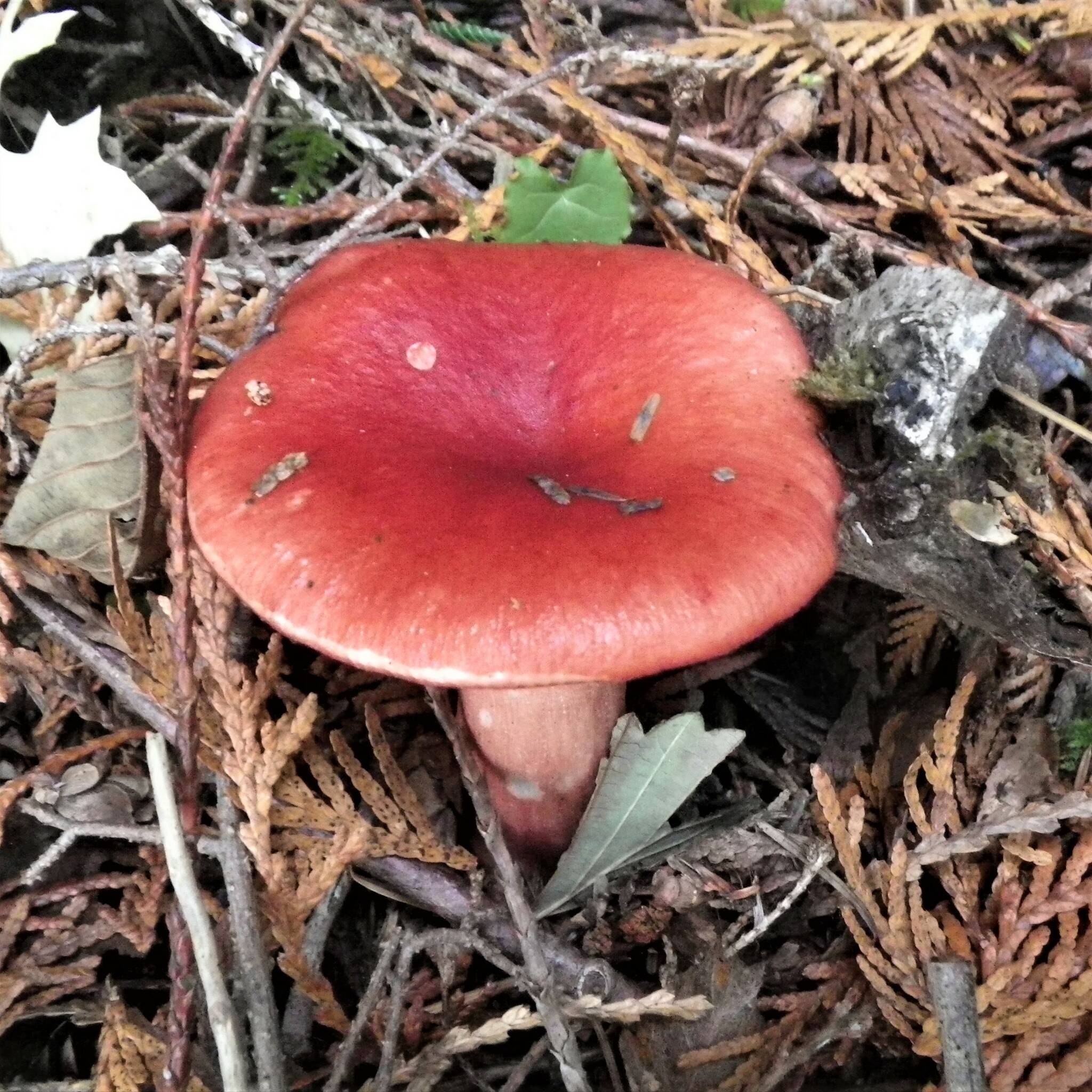 Rosy Russula is one of the widespread and until recently very common mycorrhizal fungi associated with coniferous woodlands in the islands.