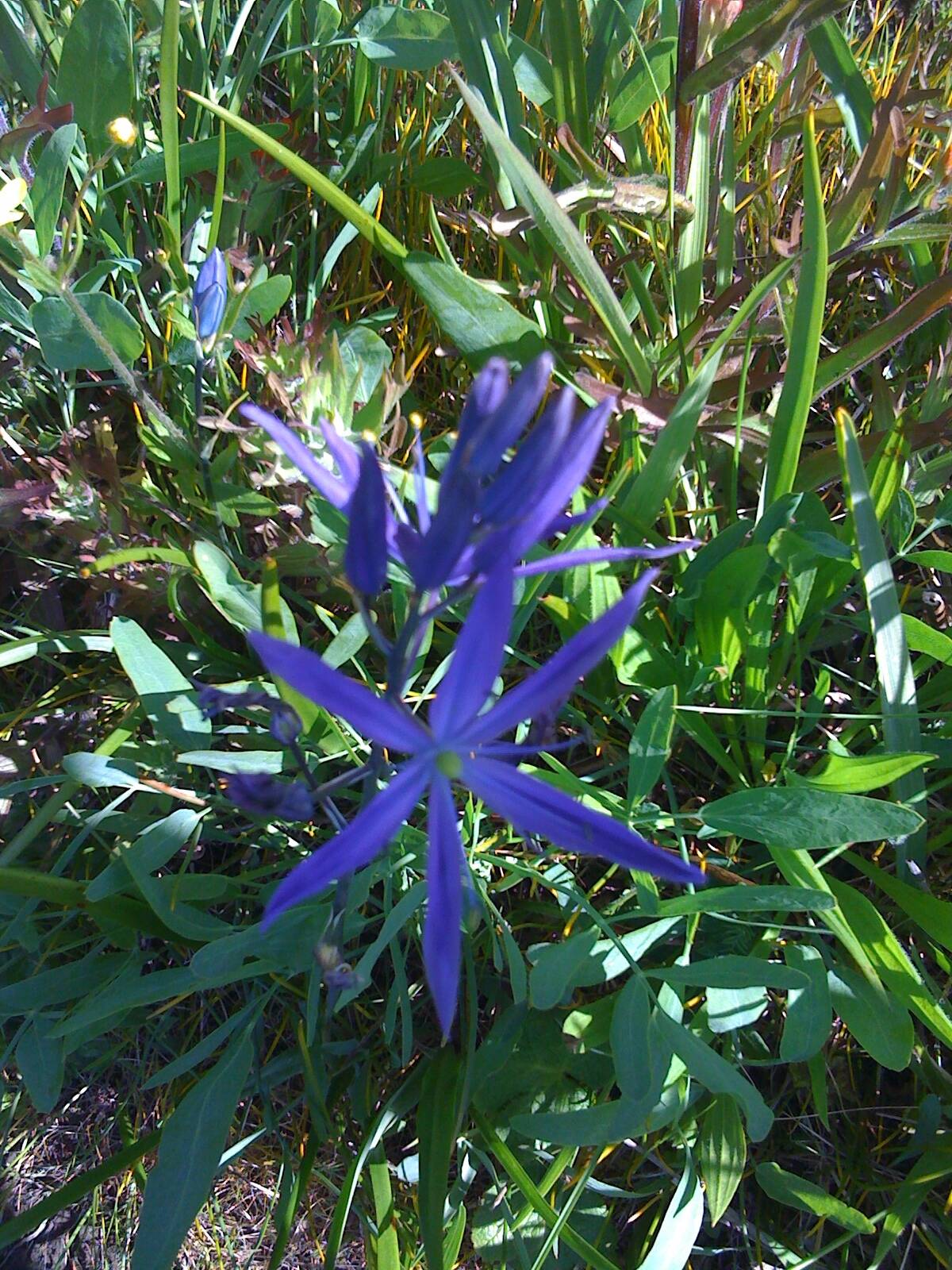 Contributed photo by the Master Gardeners of San Juan County
Common camas (Camassia quamash).