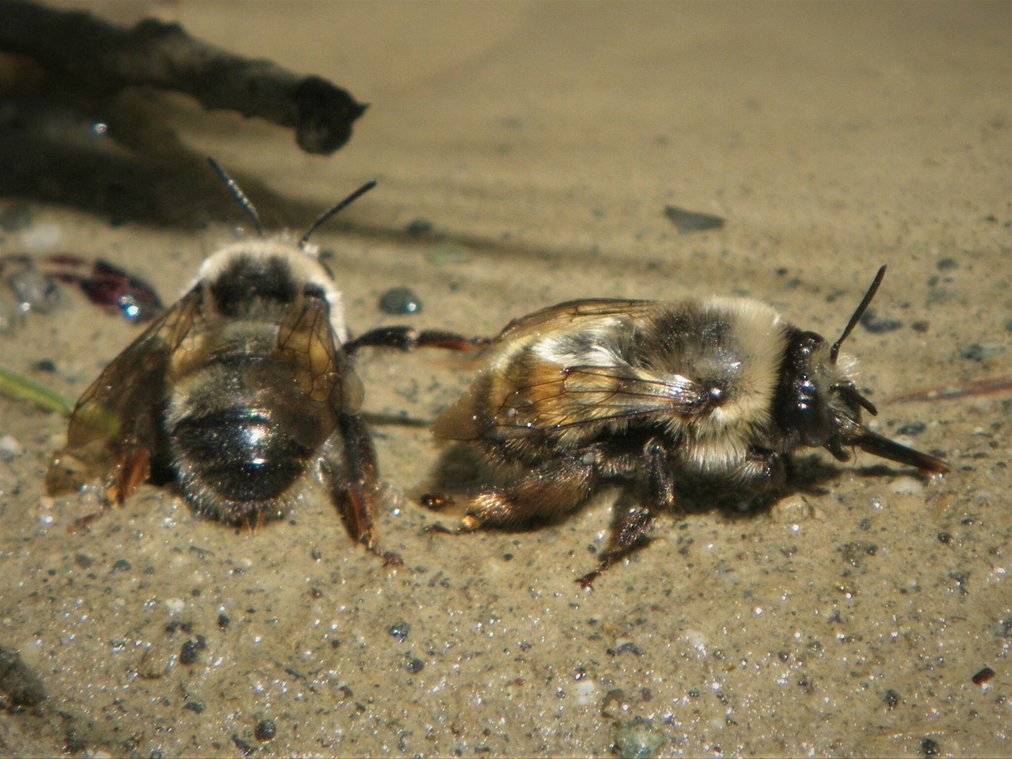 Contributed photo by Russel Barsh
Digger Bees on the seashore