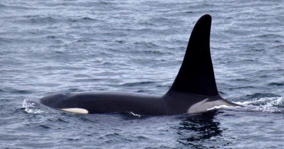 Kelley Balcomb-Bartok/Staff photo
J38, a male Southern Resident Killer whale (SRKW) born in 2003, passes Reuben Tarte County Park along the eastern shore of San Juan Island.