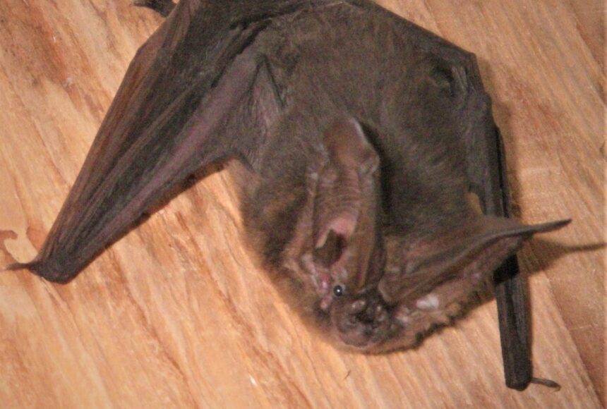 <p>Contributed photo by Russel Barsh</p>
                                <p>A solo Townsend’s Big-Eared Bat found in a toolshed.</p>