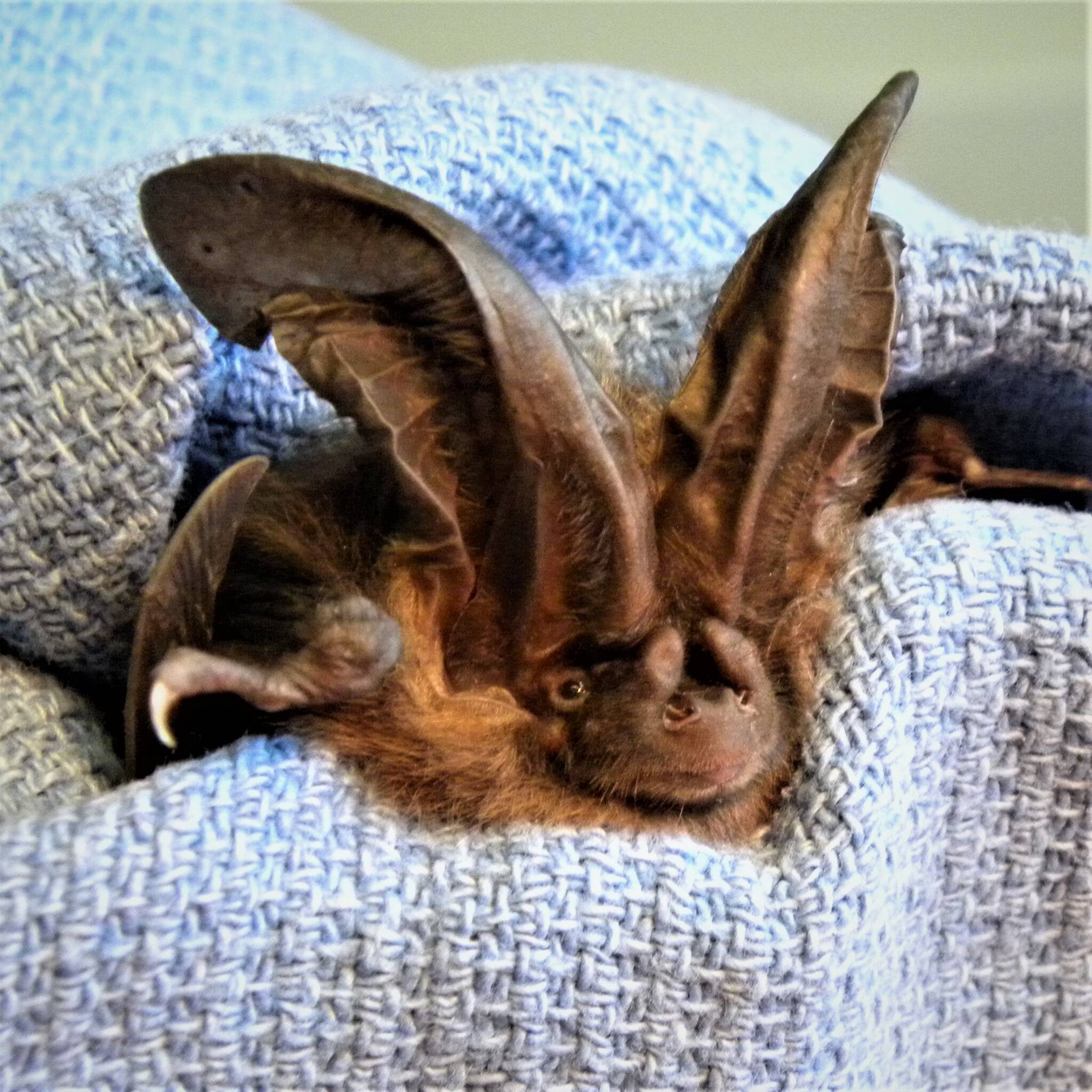 Contributed photo by Wolf Hollow Wildlife Rehabilitation Center.
A Townsend’s Big-Eared Bat in Wolf Hollow’s care.