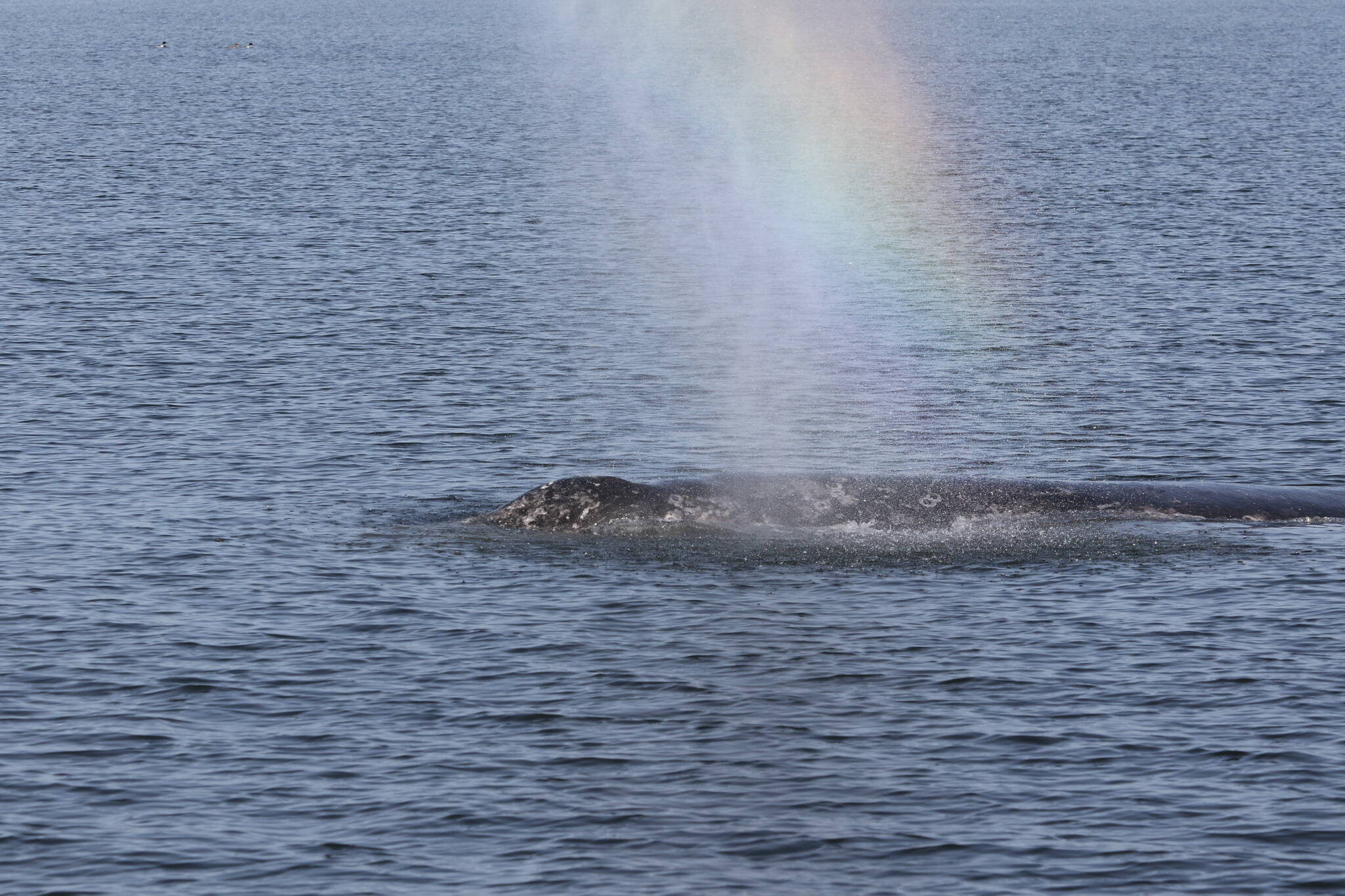 Contributed photo by Cascadia Research.