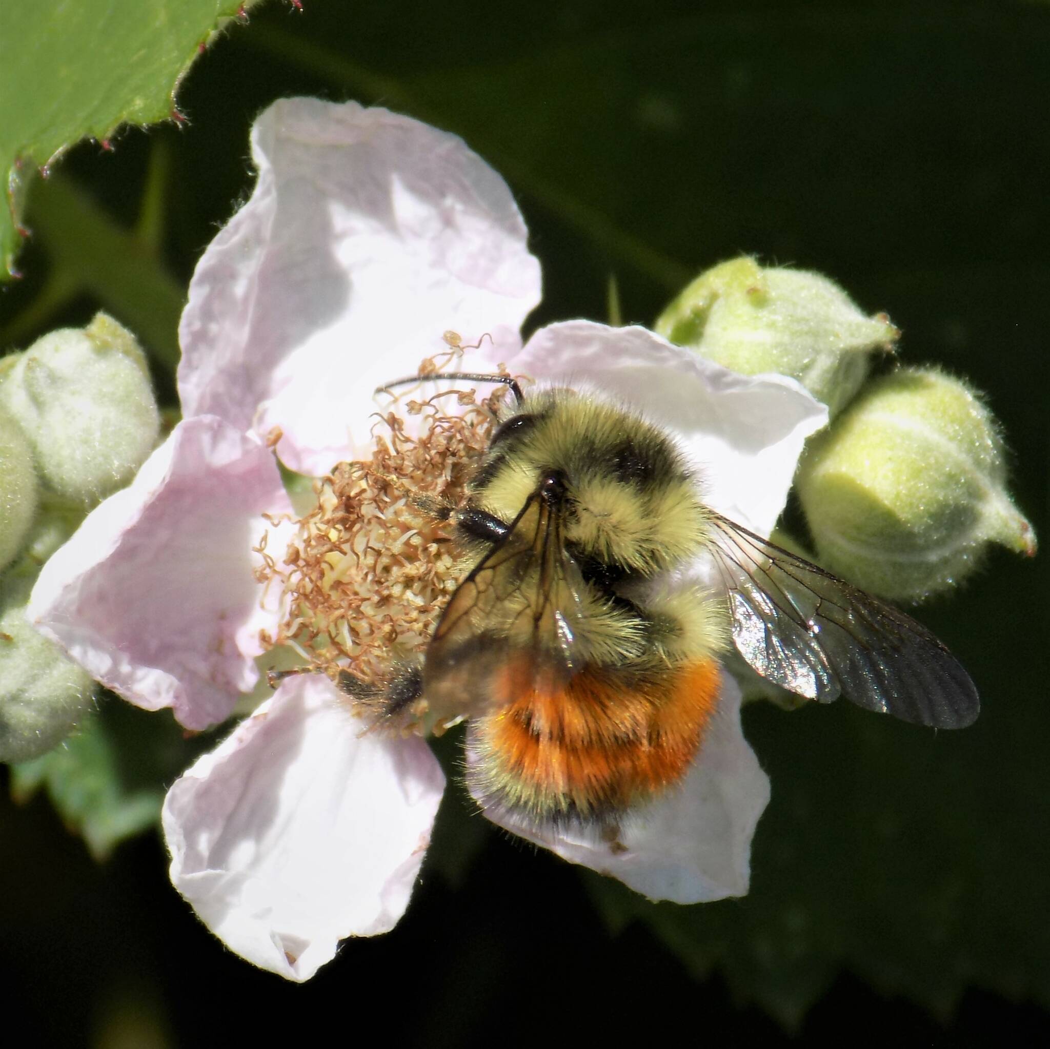 Contributed photo by Russel Barsh
A Black-Tailed Bumblebee queen enjoys an early blackberry bloom