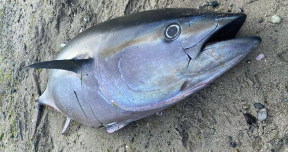 SeaDoc Society photo. 
The bluefin tuna.