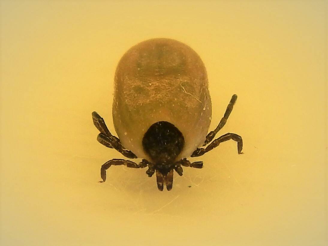 Contributed photo
An engorged Western Blacklegged tick.