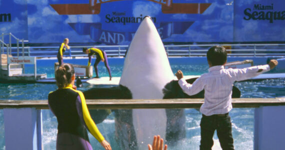 Ken Balcomb photo
Under her stage name of Lolita (aka Tokitae, aka Sk’aliCh’elh-tenaut), a young female orca performs for an audience of adoring fans in a small tank at the Miami Seaquarium in this archive photo from the mid 1990s.