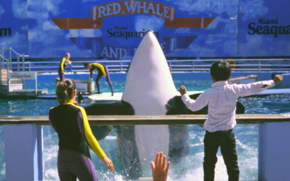 Ken Balcomb photo
Under her stage name of Lolita (aka Tokitae, aka Sk’aliCh’elh-tenaut), a young female orca performs for an audience of adoring fans in a small tank at the Miami Seaquarium in this archive photo from the mid 1990s.