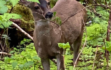 Denise Carroll photo.
A Sitka blacktail deer munches on new greens.