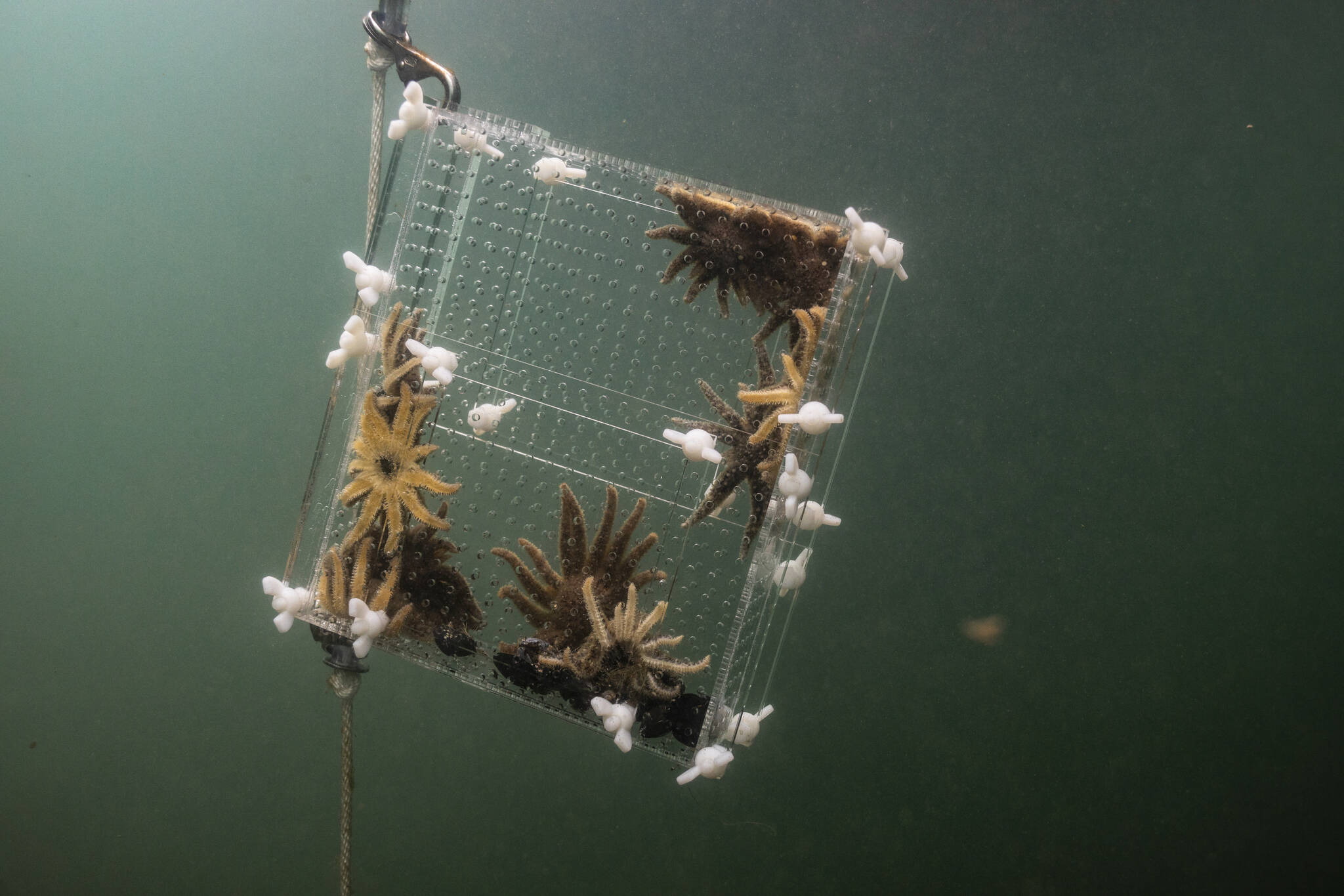 Dennis Wise/University of Washington photo.
Baby sea stars being relocated from the lab to the wild.