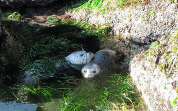 Contributed photo by Sophie McCoy/UNC
Healthy harbor seals in a tide pool along the coast of Washington State. Puget Sound seal populations are considered healthy.