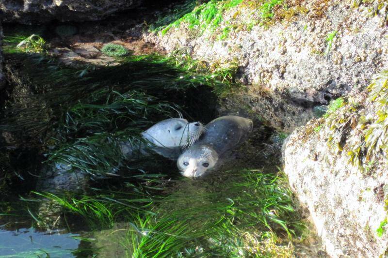 Contributed photo by Sophie McCoy/UNC
Healthy harbor seals in a tide pool along the coast of Washington State. Puget Sound seal populations are considered healthy.