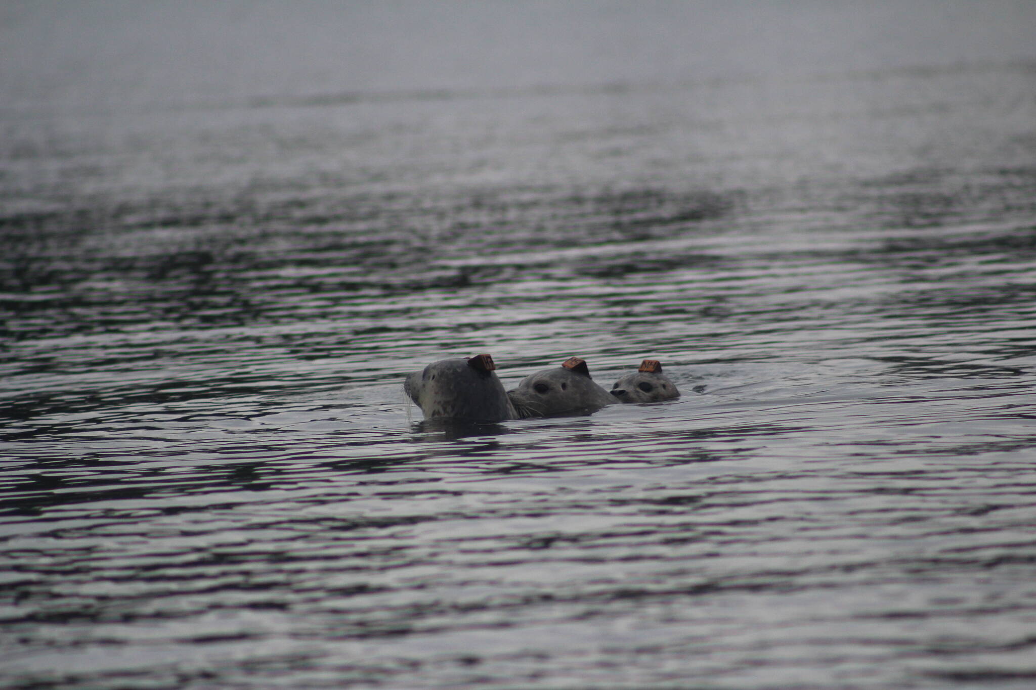 Heather Spaulding \ staff photo
Three of the pups taking a look around the Salish Sea.