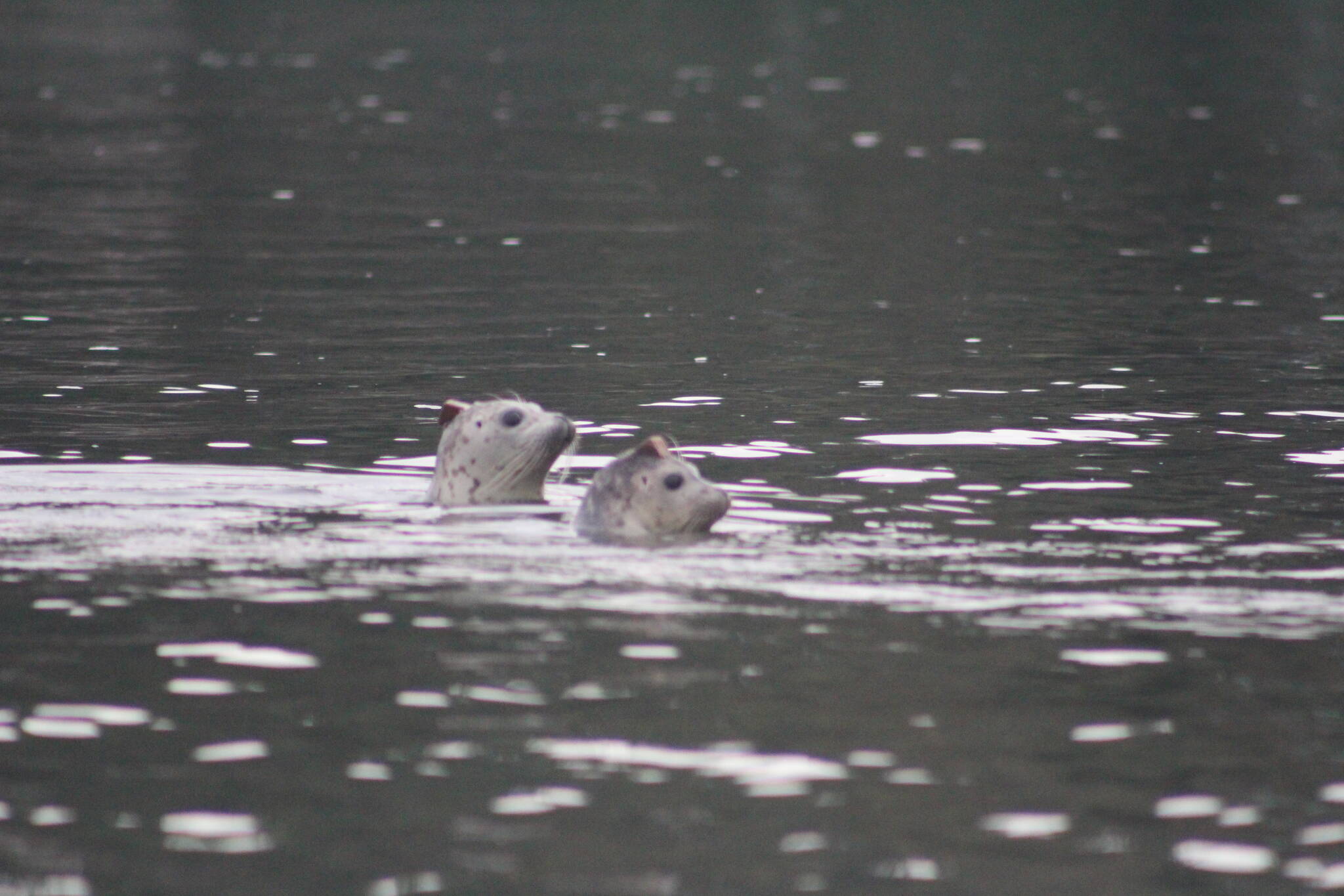 Heather Spaulding \ staff photo
Two seals check out their home.