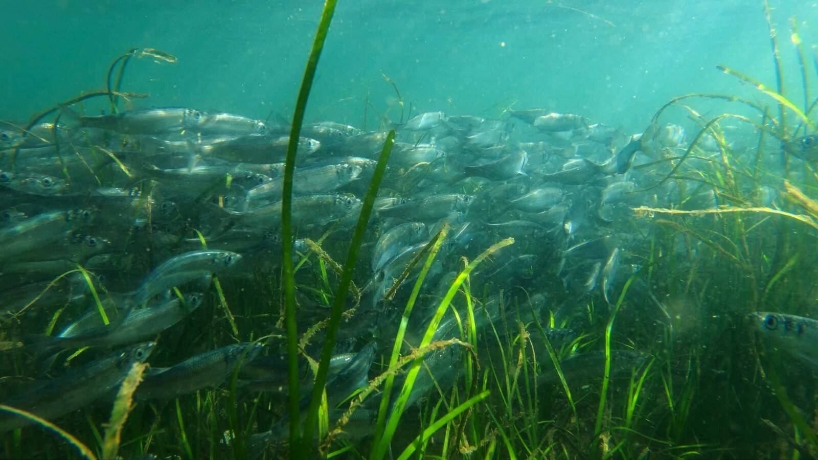 Herring in eelgrass Image by Florian Graner.
