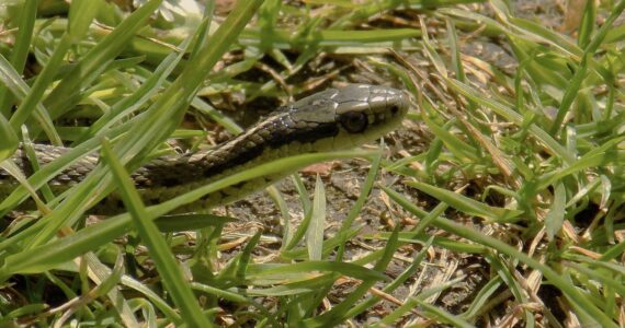 Russel Barsh photo.
A wandering garter snake heads to the beach at Fisherman Bay.