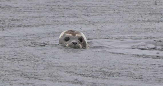 Contributed photo
Juniper pops her head up at the small crowd.
Contributed photo
Juniper pops her head up at the small crowd.
