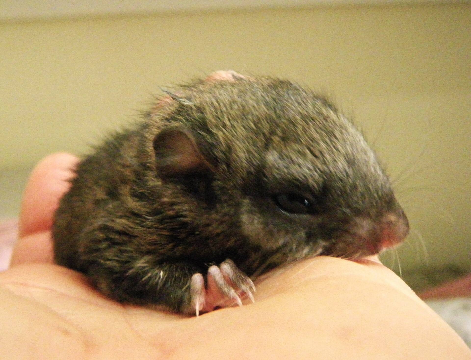 Contributed photo by Wolf Hollow.
A juvenile Northern Flying Squirrel in care at Wolf Hollow Wildlife Rehabilitation Center. If you encounter an injured Flyer, be sure to call Wolf Hollow at 360 378-5000 for pickup and treatment!