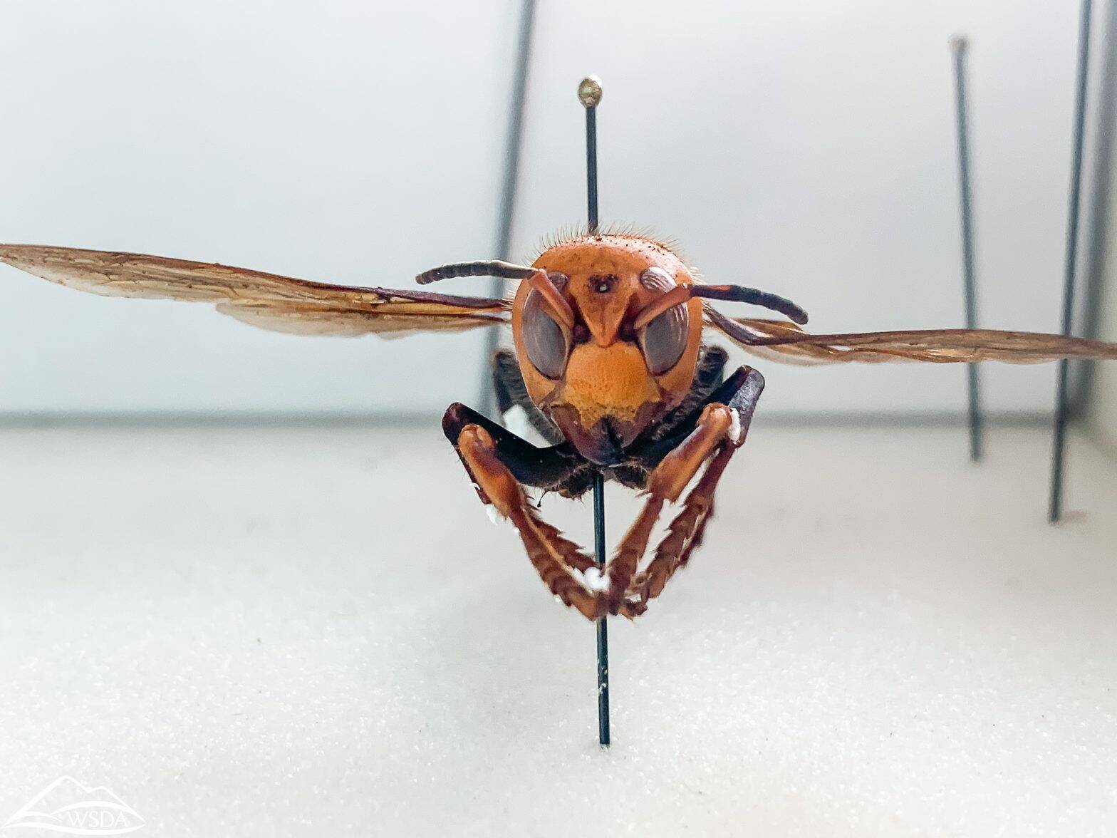 Courtesy of Washington State Department of Agriculture.
The Northern giant hornet is an invasive species from Asia and a known predator of honeybees.