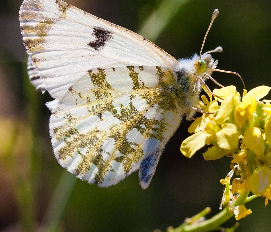 marble butterfly