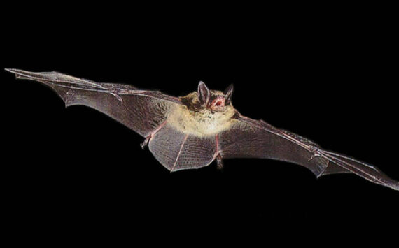 Bats (Stock photo)