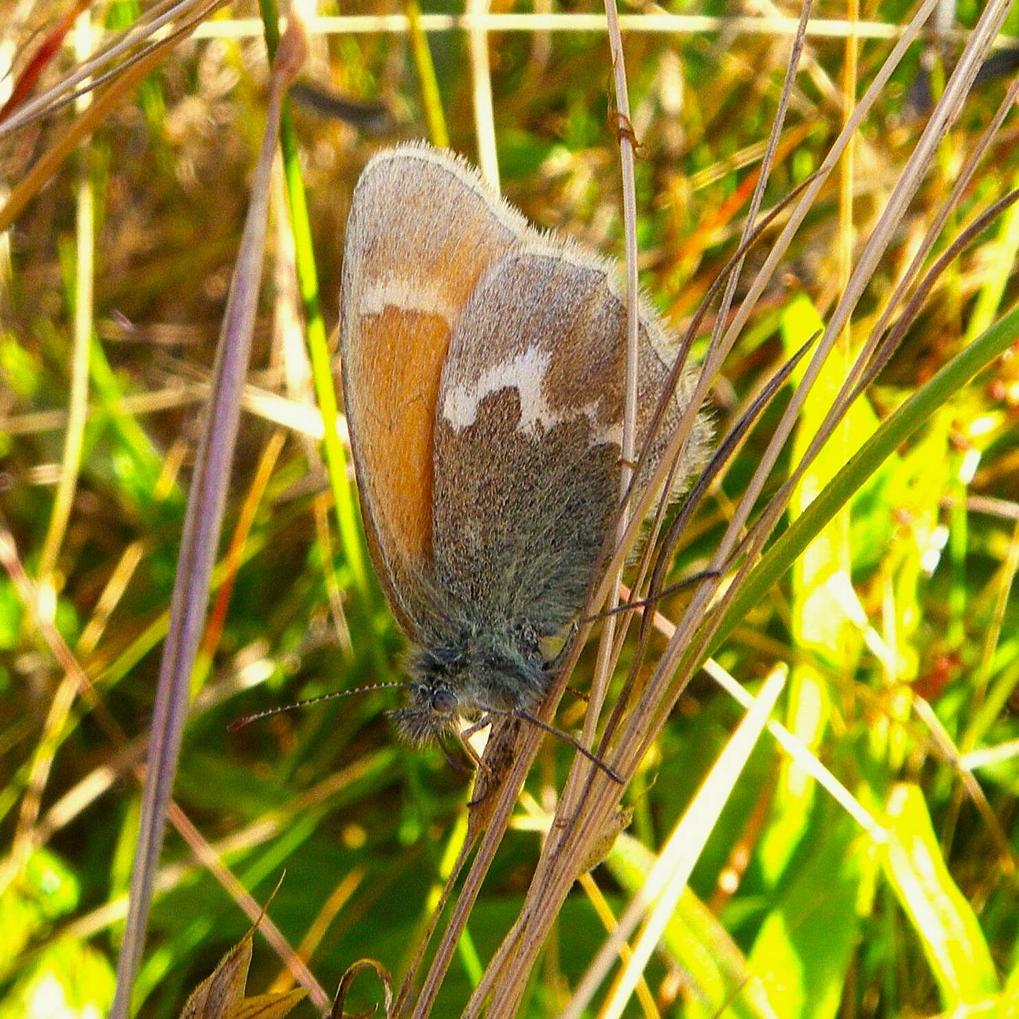 Russel Barsh photo. 
An Ochre Ringlet.
