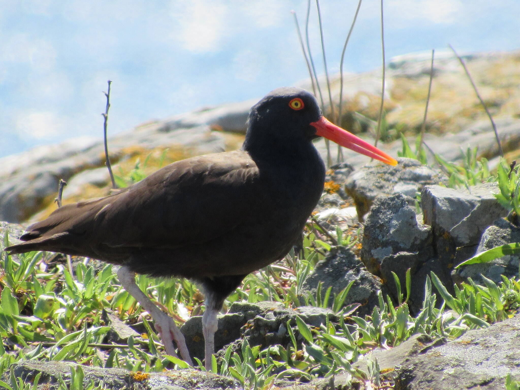 Black oystercatchers on Indian Island.