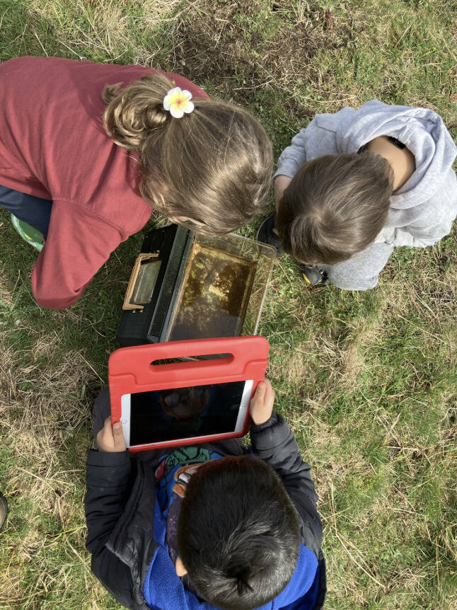 First graders using the iPads to take photos of and identify creatures they find during outdoor education.