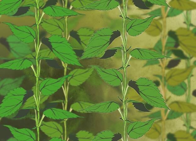 Artwork by Sophie Citro.