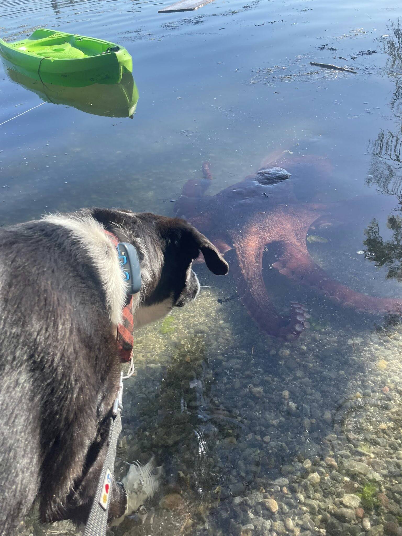 Contributed photo.
A Giant Pacific Octopus and a dog converse.